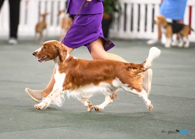 2024_Royal_Adelaide_Show-3506