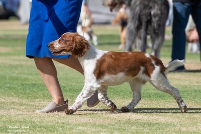 cattle_dog_show_sat_AM_2nd_mar_24_GUN_DOGS-257