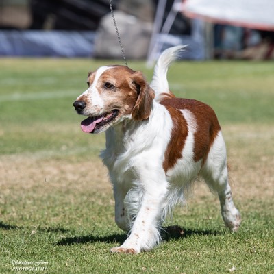 dog_show_gawler_kc_sun_14th_apr_24_AM_GUN_DOGS-332