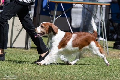 dog_show_gawler_kc_sun_14th_apr_24_AM_GUN_DOGS-334