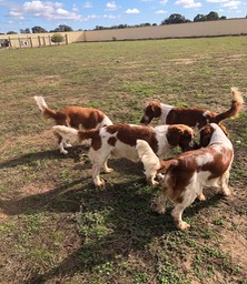 Pups at play