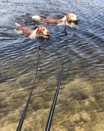 sychronise swimming